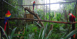 1726-Macaws in Belize Zoo
